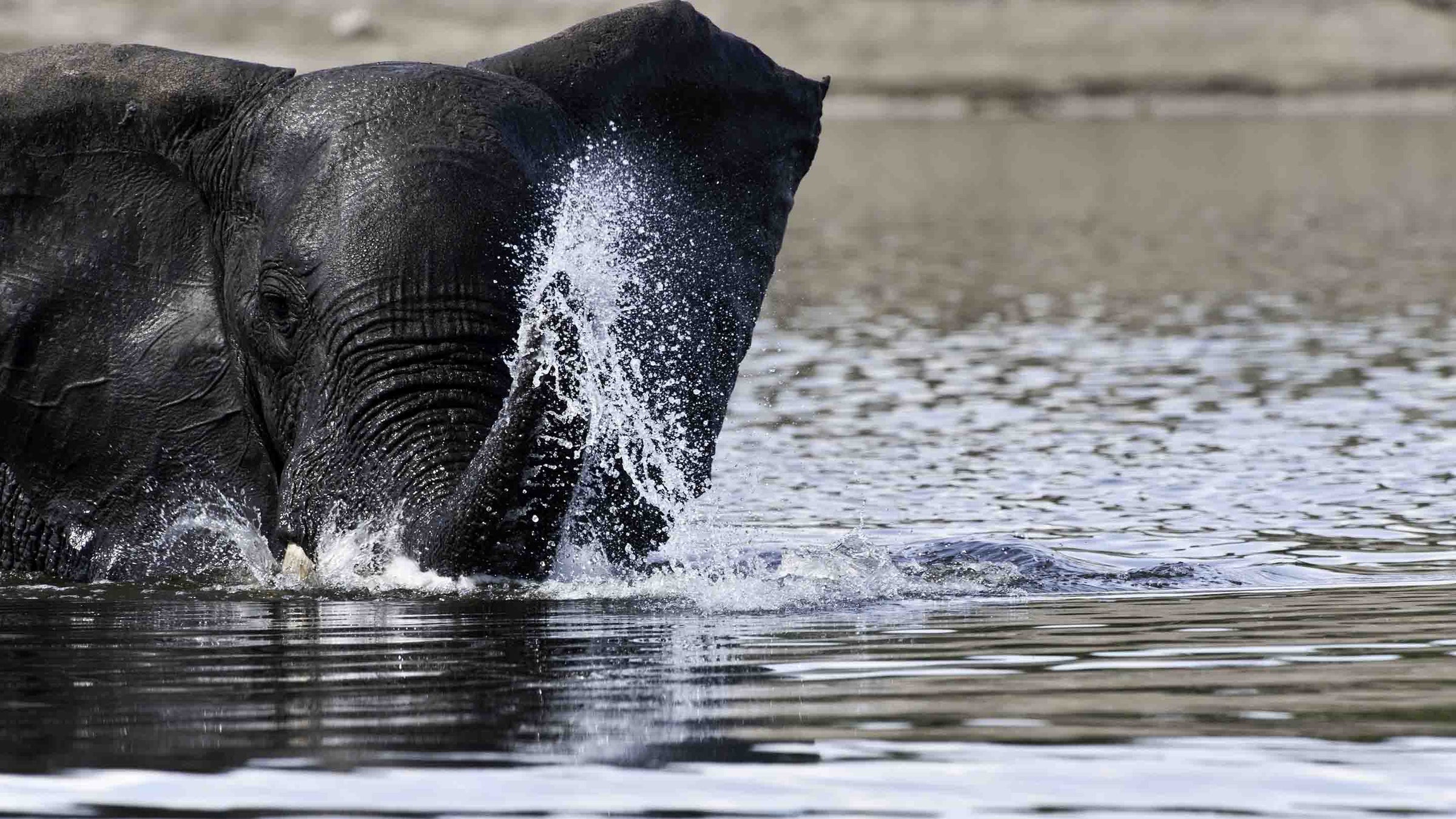 African-Elephant-Water-Playing-Sufferring-Apparel-2880x1620