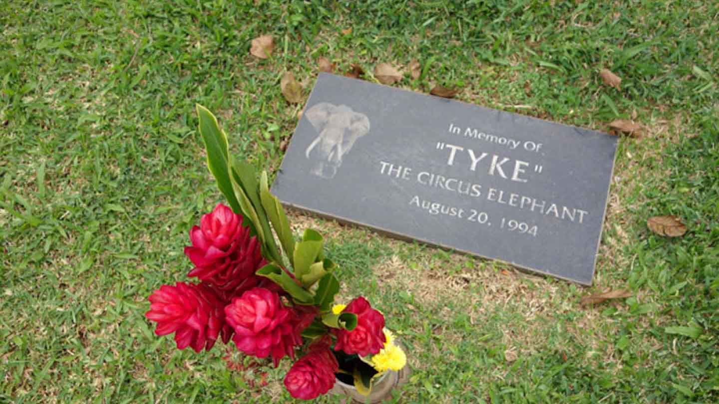 Remembering Tyke