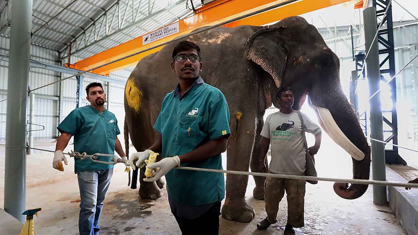 Wildlife S.O.S. Opens India’s First Elephant Hospital