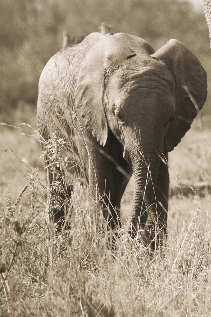 African-Elephant-Baby-Grazing-Sufferring-Apparel-1440x2160