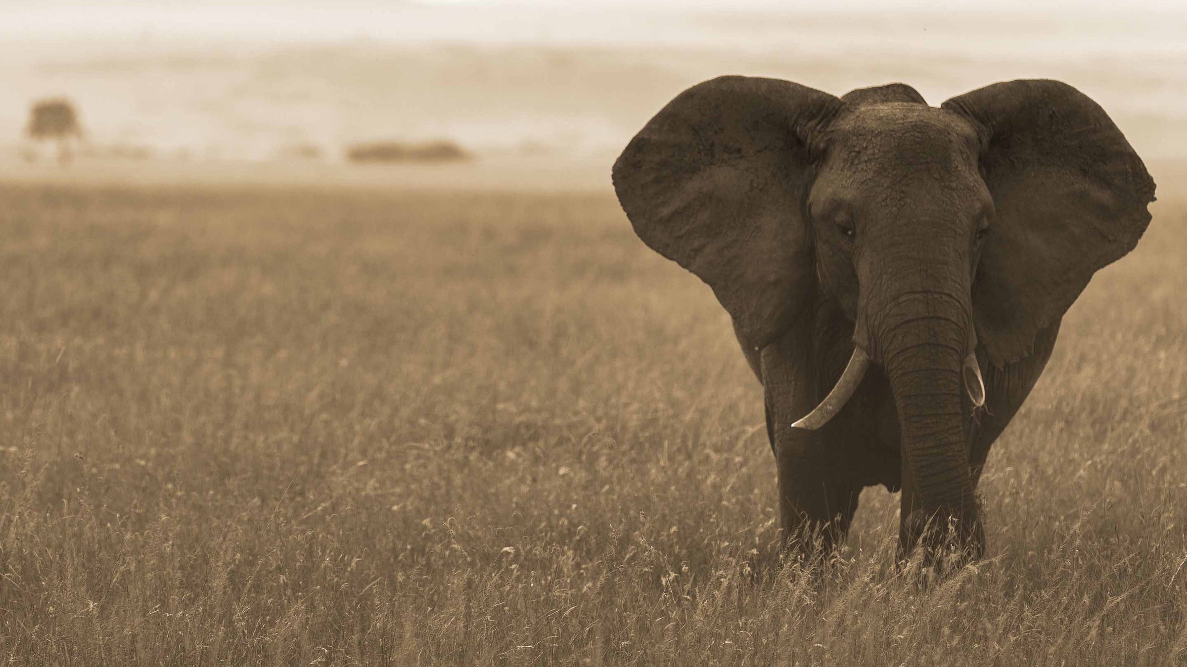 AFRICAN-ELEPHANT-GRASSLAND-SUFFERRING-APPAREL-2880X1620