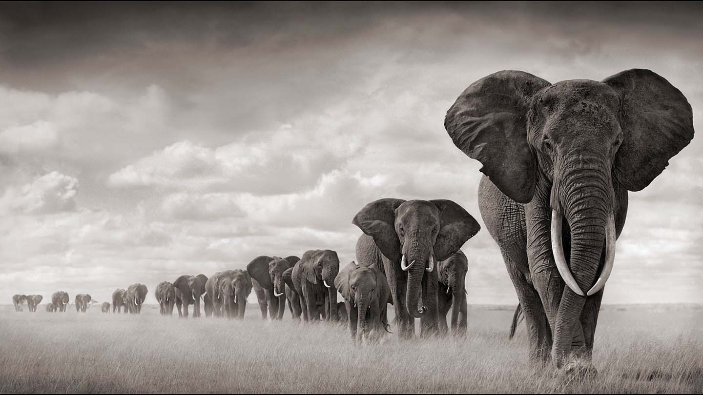 African-Elephant-Leading-Large-Herd-Sufferring-Apparel-1440x810