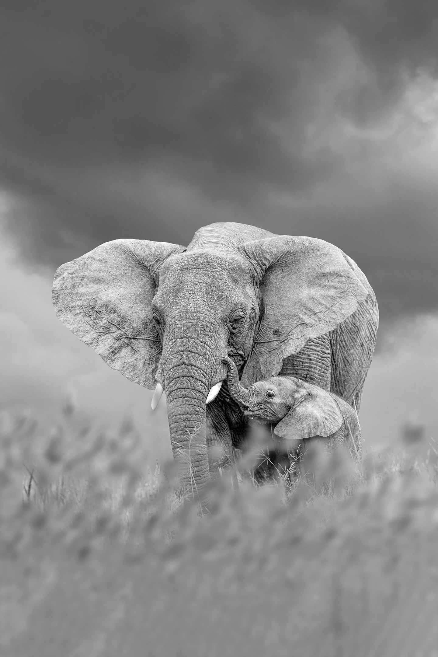 African-Elephant-Mother-Calf-Sufferring-Apparel-1440x2160
