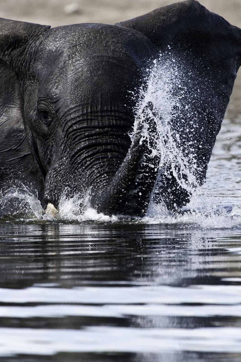 African-Elephant-Water-Playing-Sufferring-Apparel-1440x2160