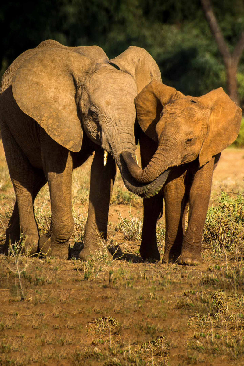 Baby-Elephants-Walking-Sufferring-Apparel-1440x2160