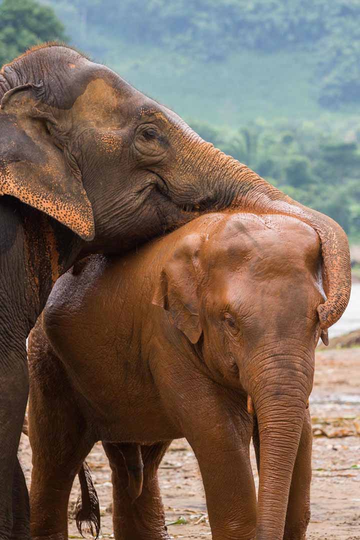 Elephant-Conservation-Sufferring-Apparel-com-ENPBlog-17-720x1080