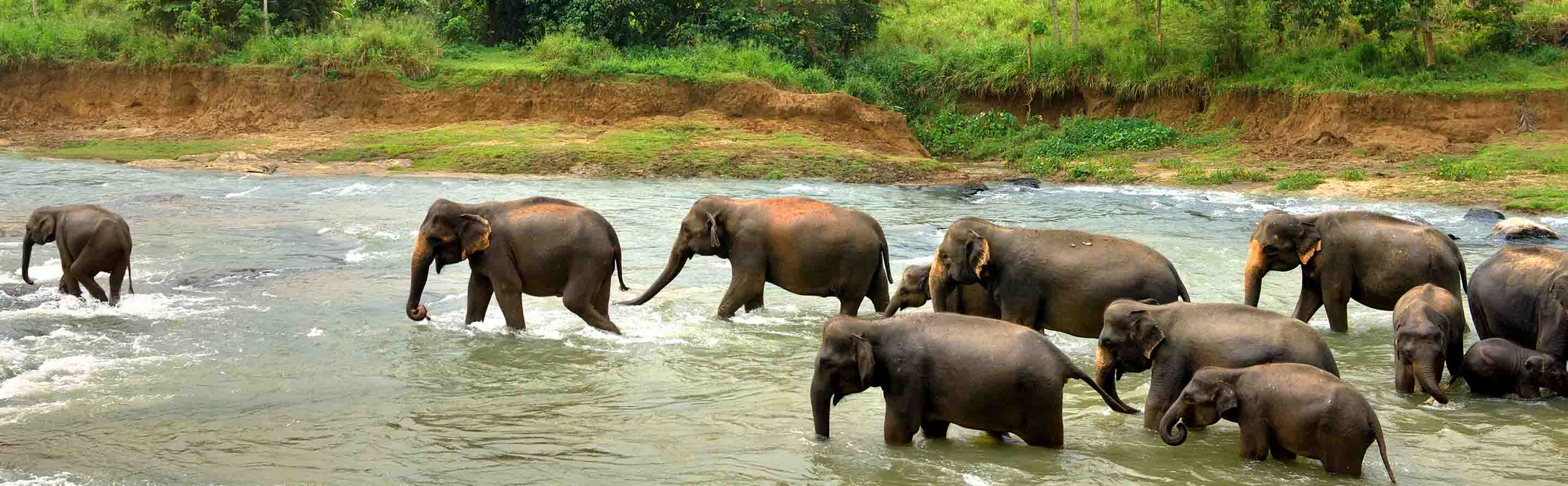 Elephant-Conservation-Sufferring-Apparel-com-Refund-banner-2880x890.jpg